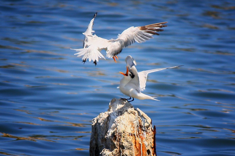 Terns Duke it Out for the Rock