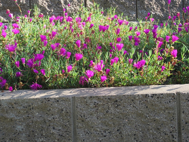 Purple-ish Flowers