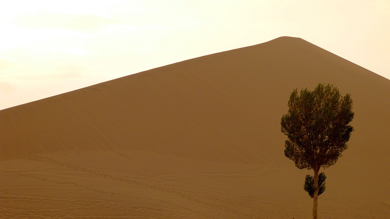 A lone tree in the desert