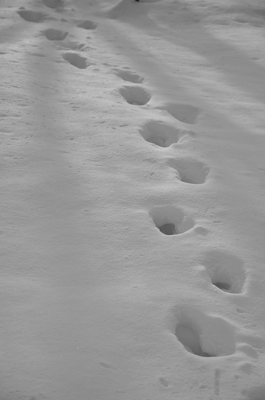 Foot steps in the snow