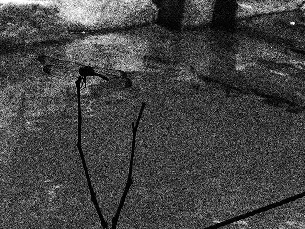 Dragonfly filmgrain setting and cropped cropped by...