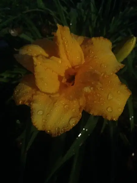 Water Drop Flower by RyanAvelino