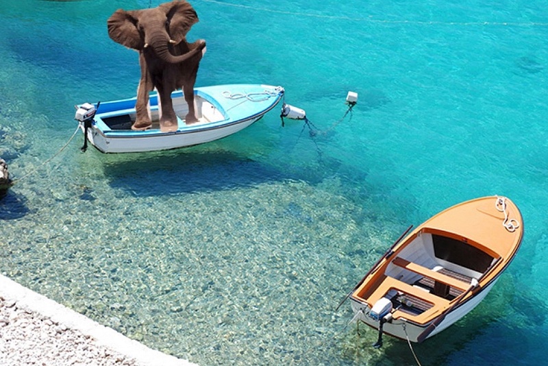 elephant on a boat
