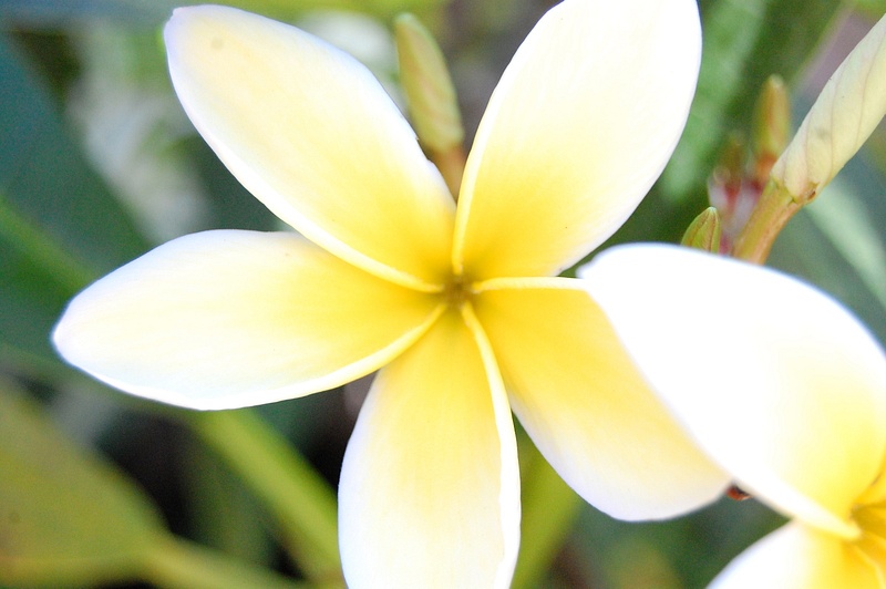 YELLOW AND WHITE FLOWER