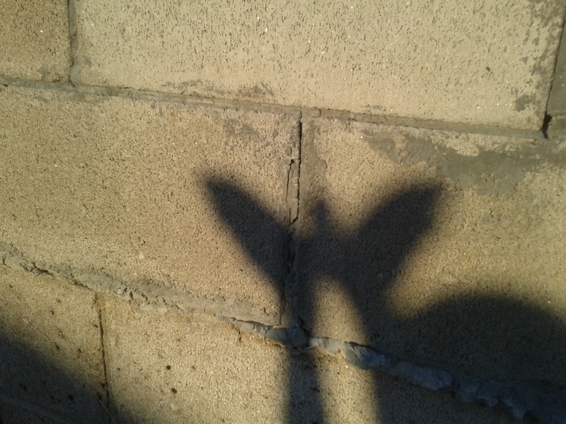 bird shadow
