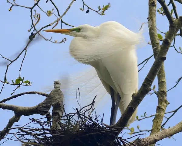 Nesting Egret in Oregon by CliffHarvey