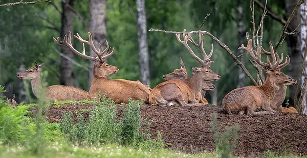 Resting gang of young deer - SP_DC_3309 by TheOldMan