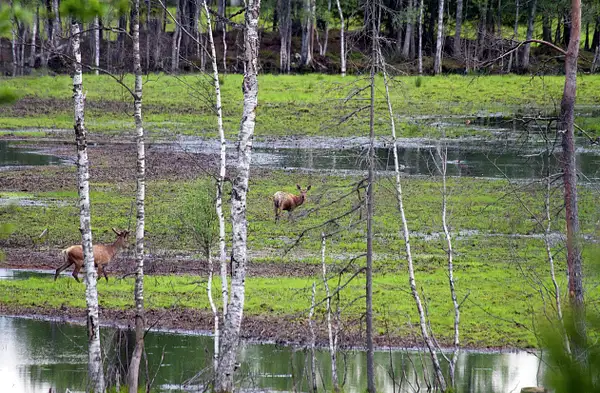 Red deer in swamp by TheOldMan