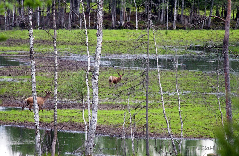 Red deer in swamp