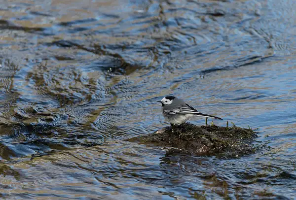 White Wagtail -_DC_9710 by TheOldMan