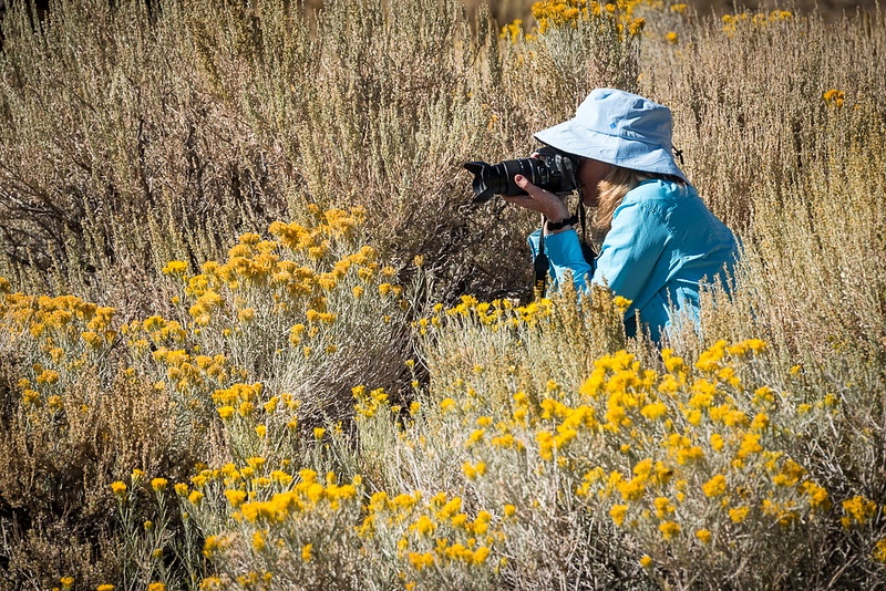 1609_17 Day 6 E Sierra PM_Stalking the elusive yellow weed