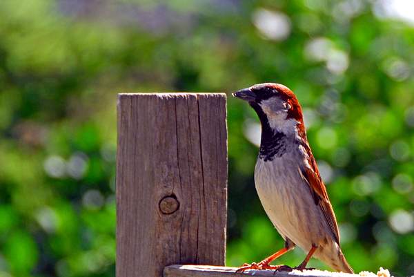 The Sparrow by Photogenics