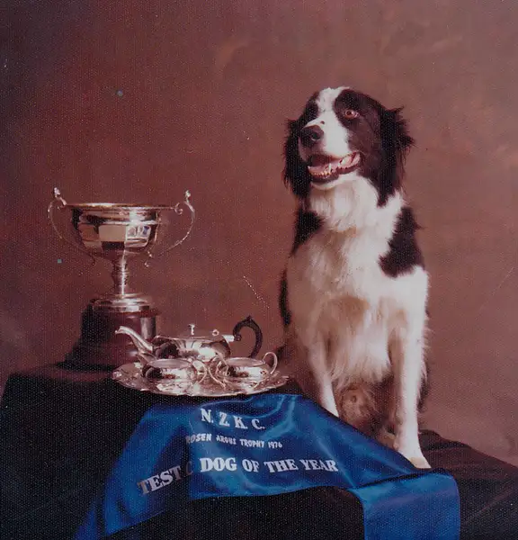 'Flash'  Lorraine Cook's dog by Photogenics