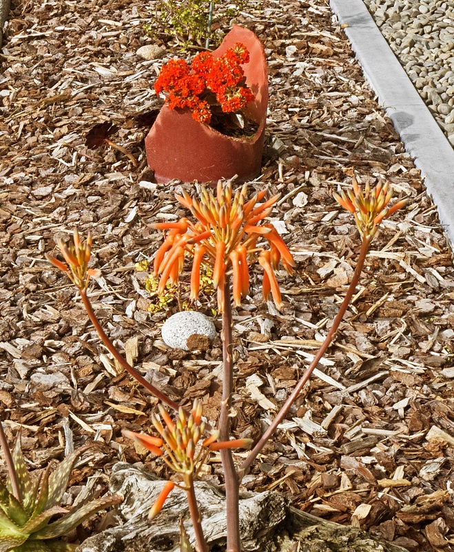 Ever seen an Aloe Vera flower?
