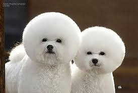 Bill Iles and buddy showing their new afro haircuts Check it out yall