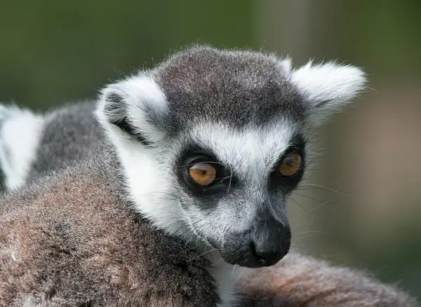 Lemur Portrait by LornaDickman