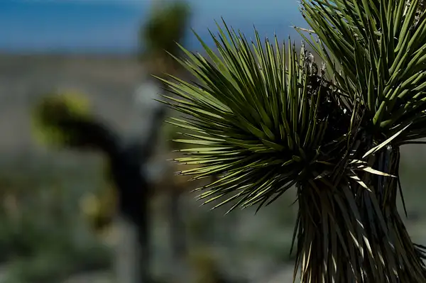 Joshua Trees. Death Valley, 2015 by CuriousLizard