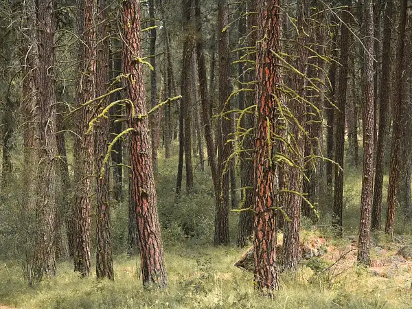 Ponderosa Pines by StephenStanton