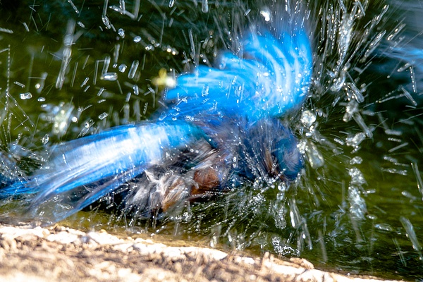 Blue Bird Splash