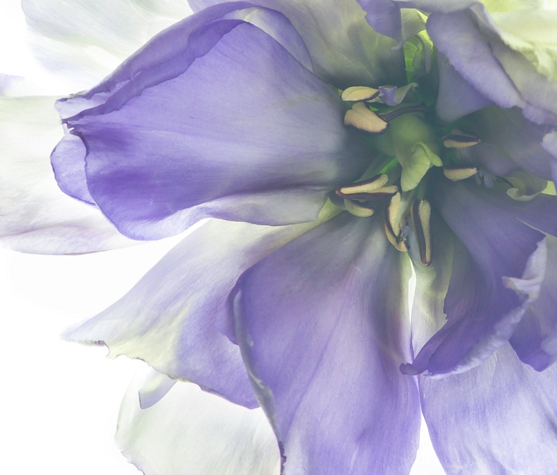 Purple Lisianthus Blossom