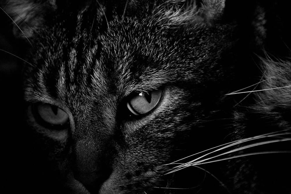 Close-Up Portrait of a Striped Cat with Intense Eyes