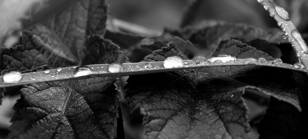 Close-Up of Dew Drops on Leaves in Black and White