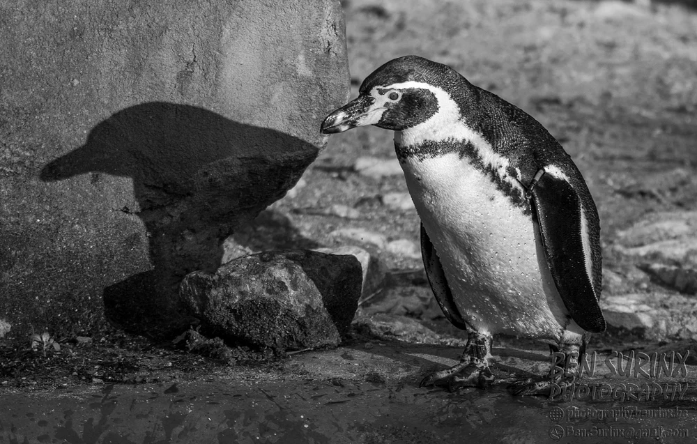 Charming Penguin at Zoo Plackendael