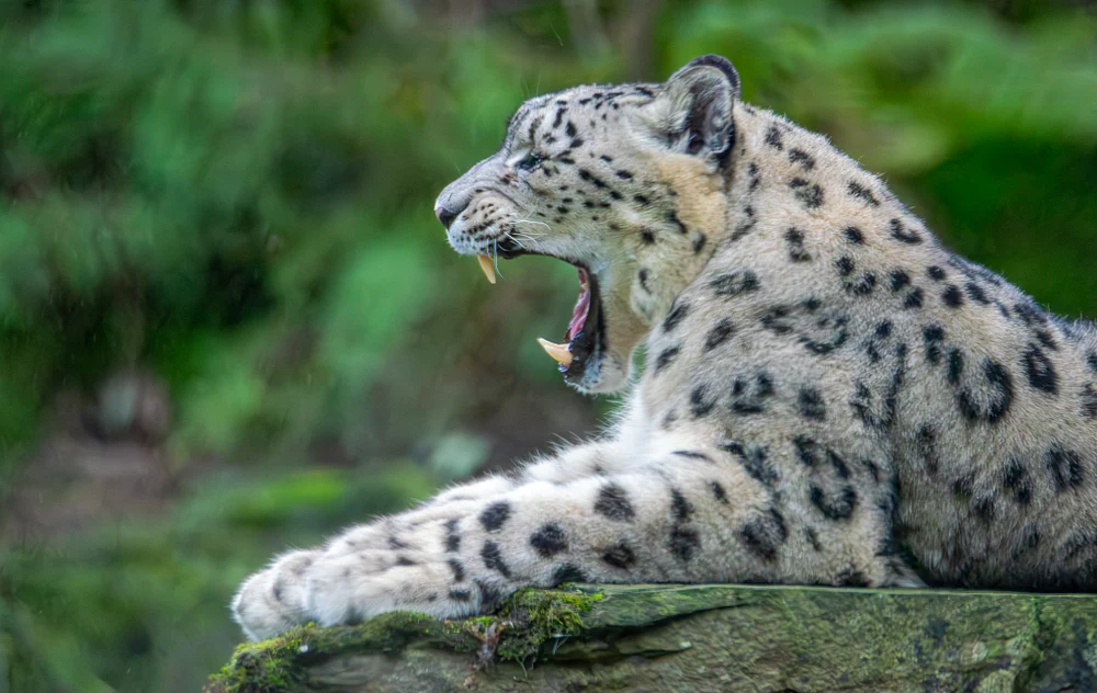 Majestic Snow Leopard Yawning at Zoo Plackendael