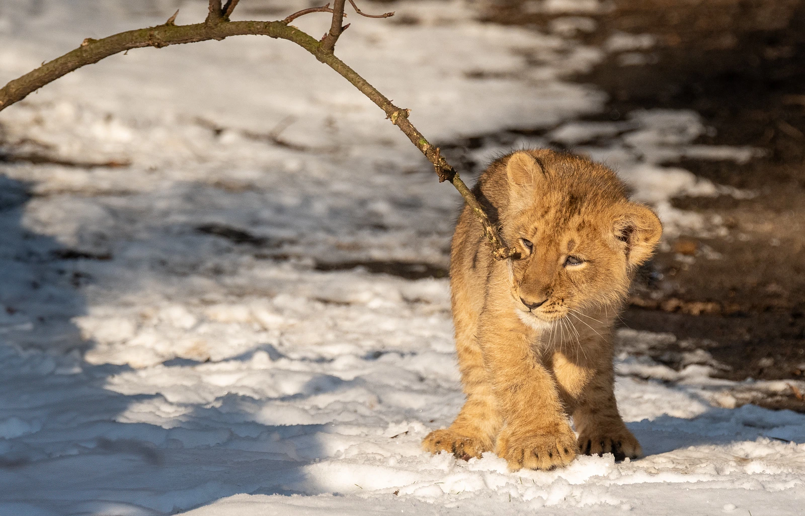 A Winter Wonderland Safari: Capturing the Magic at Zoo Planckendael with the Nikon Z50 and Sigma 150-600 Sport Lens