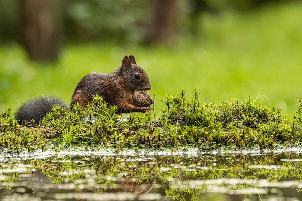 Squirrel foraging near a serene pond