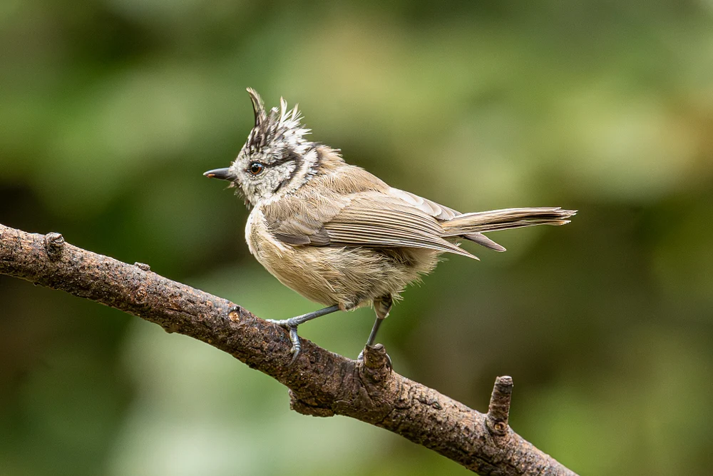Charming Crested Bird Perched on a Branch