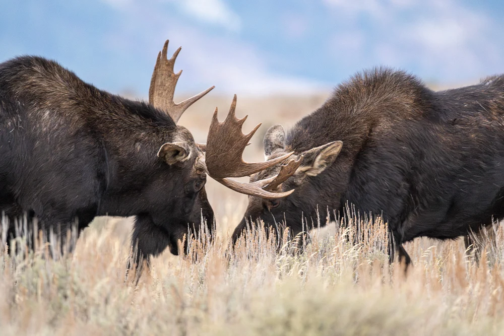 Majestic Moose Sparring in Grand Teton National Park