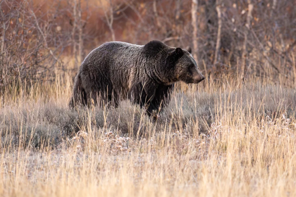 Grizzly Bear in Grand Teton National Park