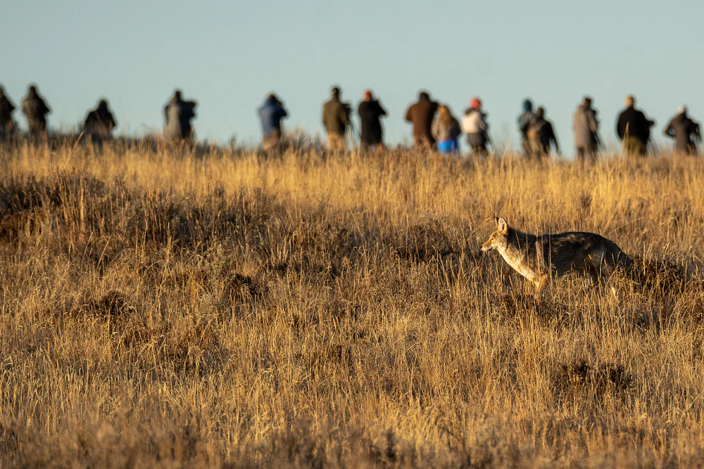 Coyote in Yellowstone National Park Amidst Wildlife Photographers