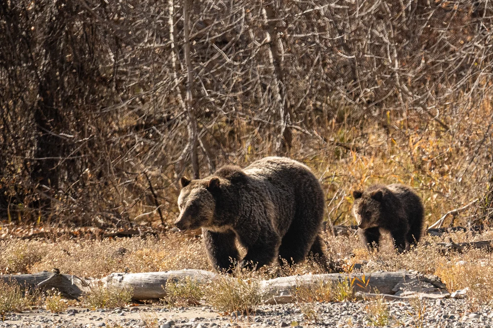 Grizzly Bears in Grand Teton National Park