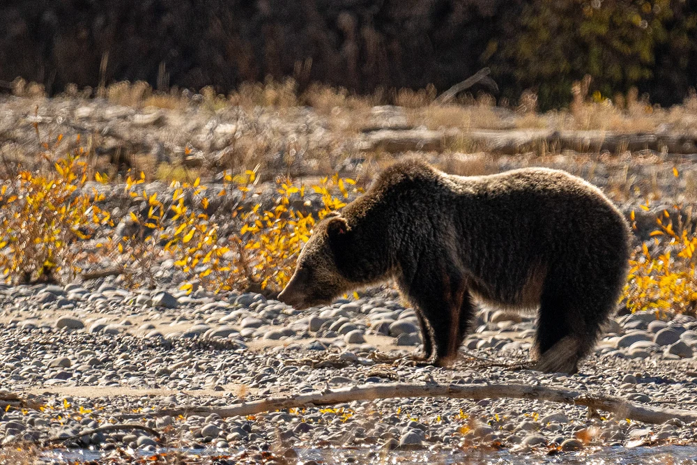 Grizzly Bear in Grand Teton National Park During Father-Son Adventure