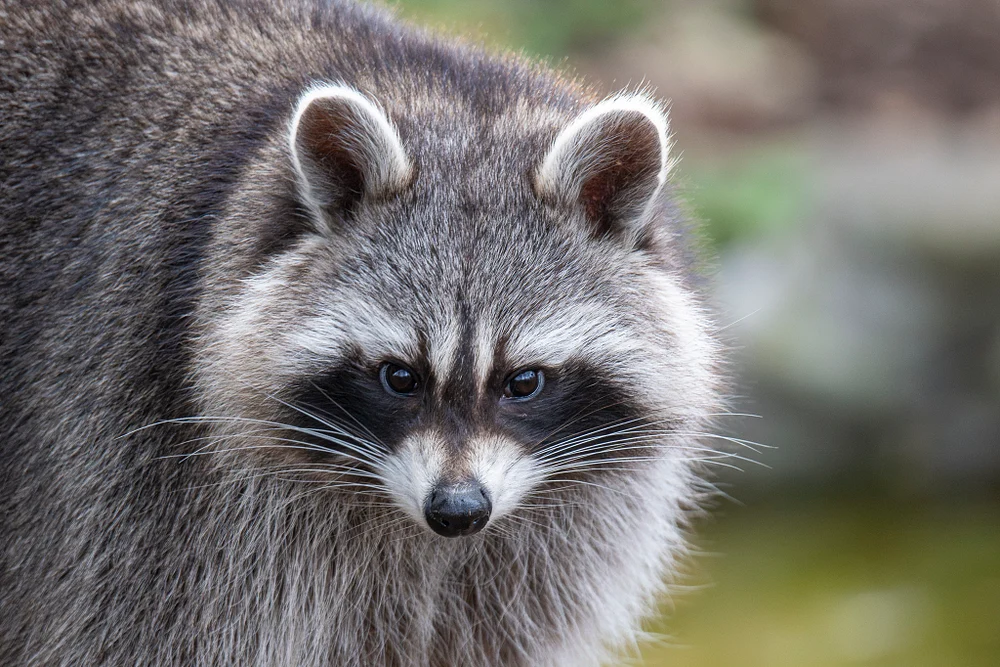 Close-Up of a Raccoon at Zoo Pairi Daiza