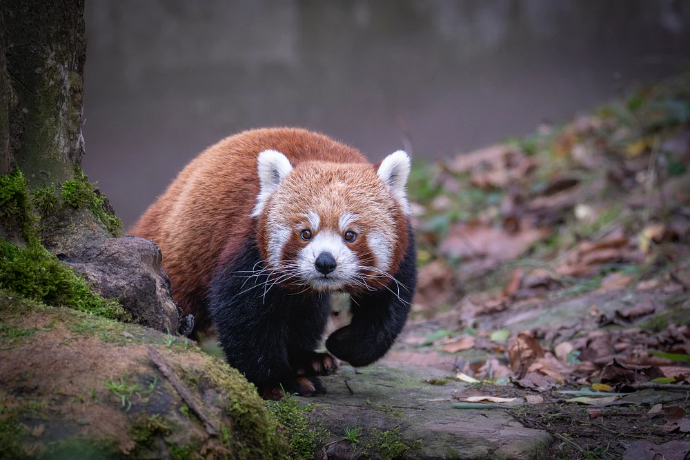Adorable Red Panda at ZooPlanckendael