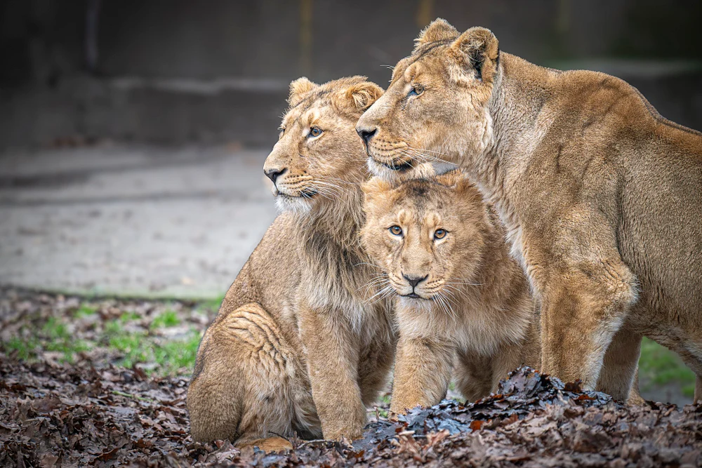 Family of Lions at Zoo Planckendael