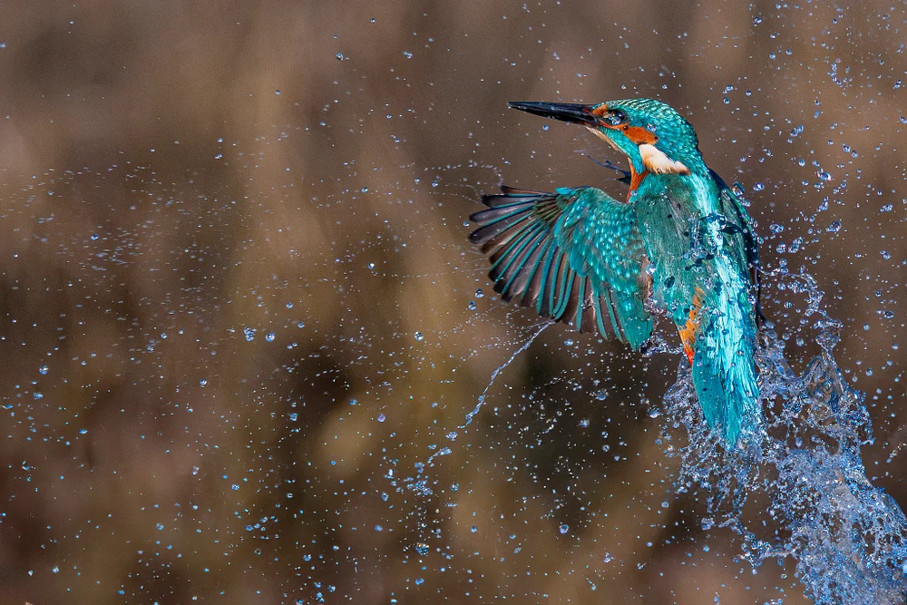 Kingfisher Captured at Sunrise in Kalmthout, Belgium