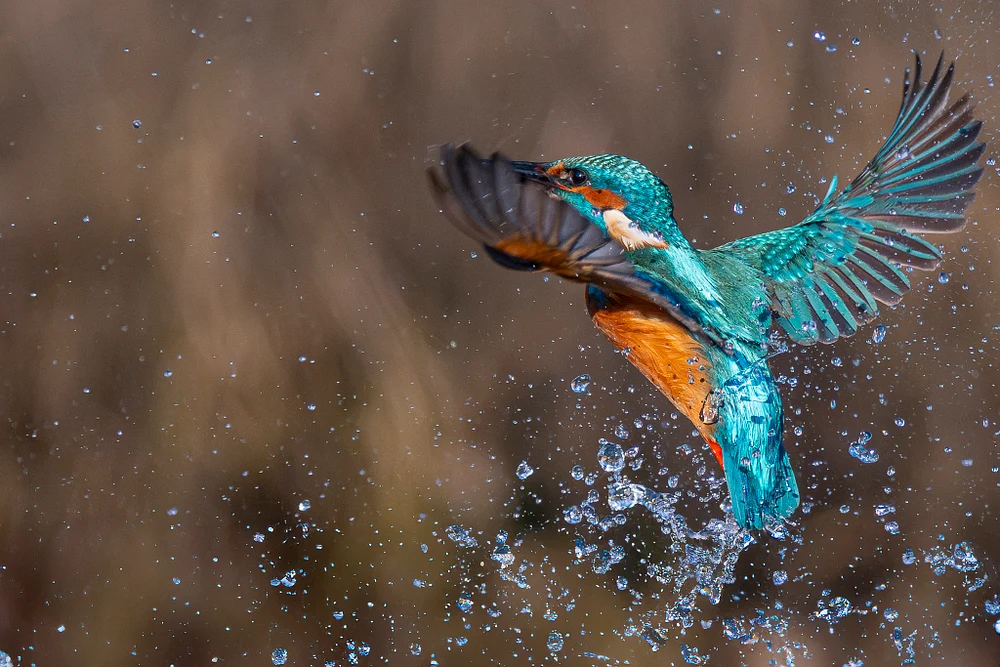 Memorable Kingfisher Capture at Bird Hut in Kalmthout, Belgium