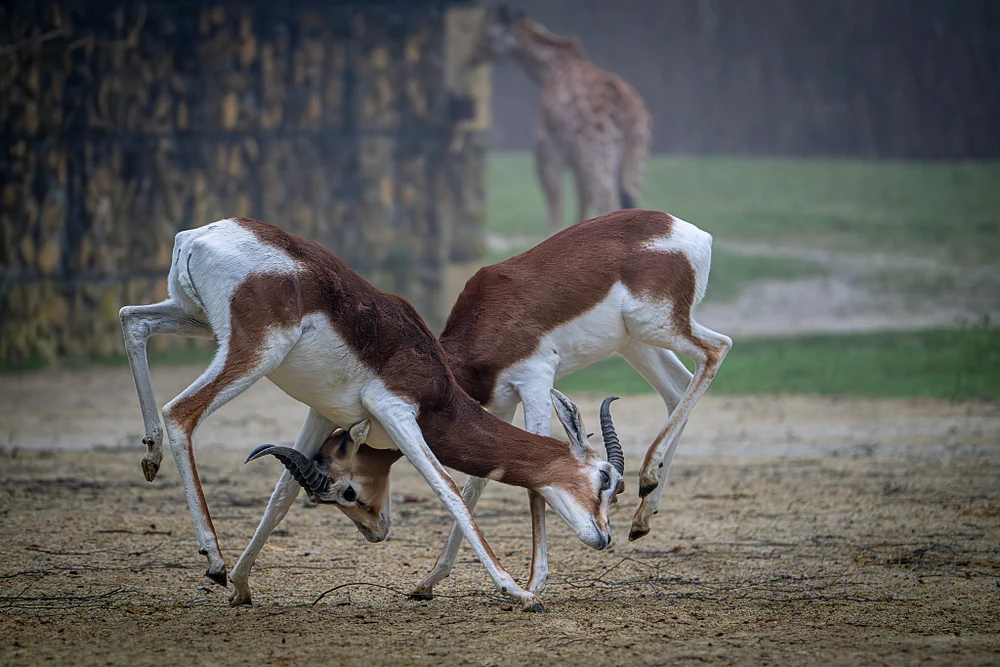 Gazelles Sparring at Zoo Planckendael