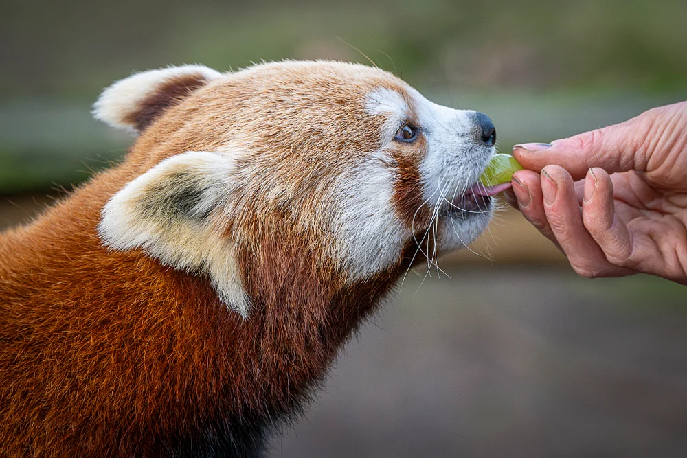 Adorable Red Panda Eating a Snack