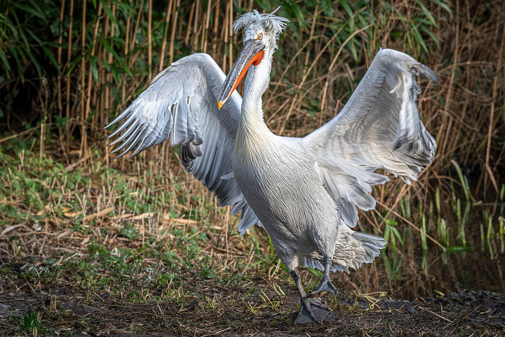 Pelican Spreading Wings at Zoo Planckendael