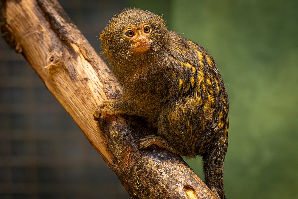 Pygmy Marmoset at Zoo Antwerpen