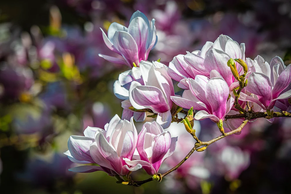 Magnificent Magnolia Blossoms in Bloom