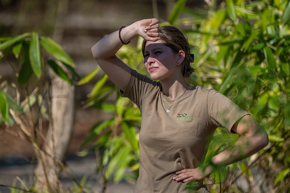 Woman Observing Red Pandas at Planckendael Zoo