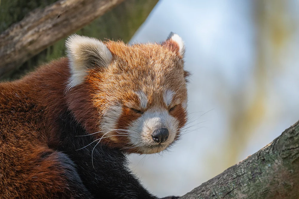 Adorable Red Panda Napping in Planckendael Zoo