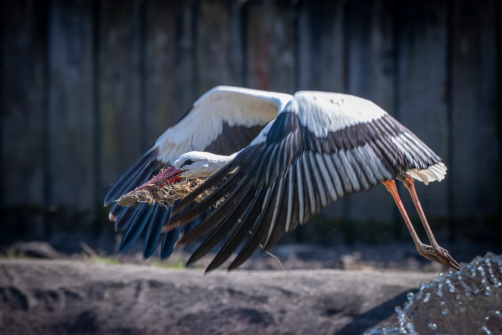 Majestic Stork in Flight Carrying Nesting Material