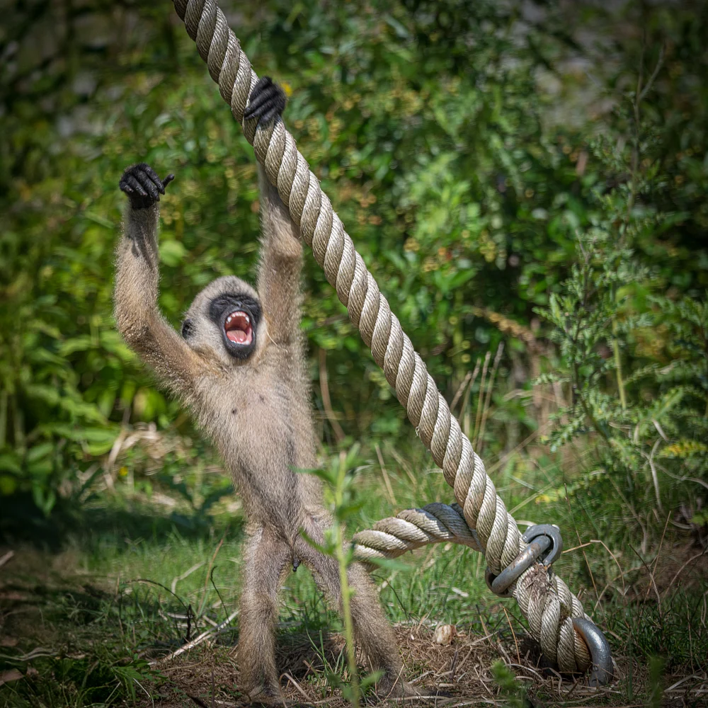 Playful Baby Gibbon at the Zoo